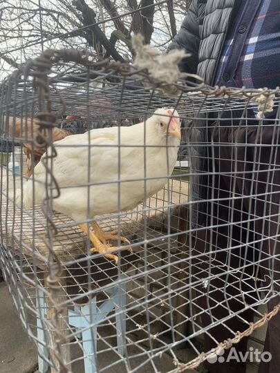 Куры минорка