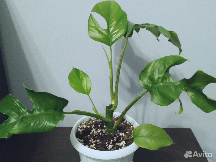 Монстеры, Ктенанта,Традесканция,Бегония,Маранта