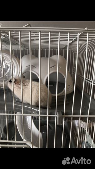 Джунгарский хомяк с клеткой