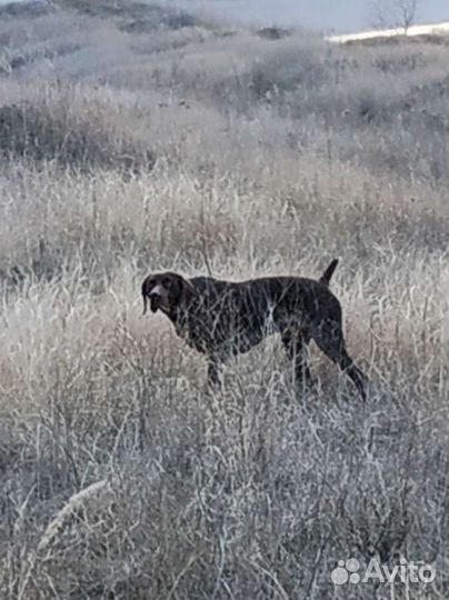 Курцхаар вязка