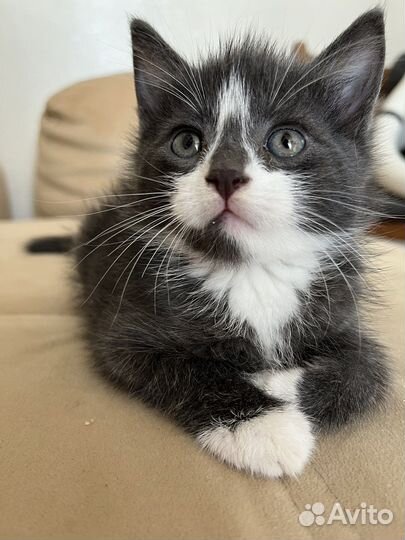 Мальчик 1,5 месяца