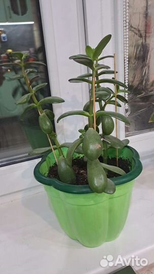Денежное дерево, толстянка. Отдам