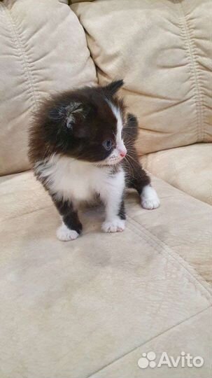 Котенок девочка 1 месяц