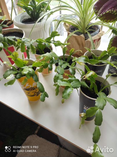 Домашнее растение декабрист