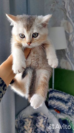 Шотландские котята скотиш страйт