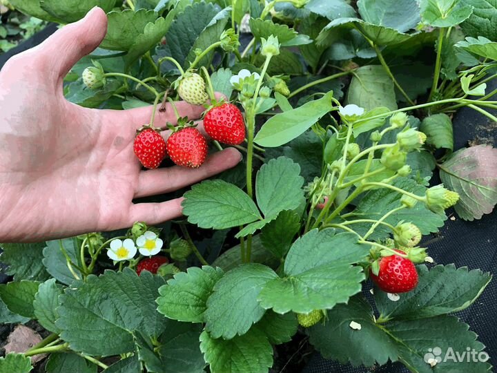 Клубника саженцы ремонтантная Альбион 70 р