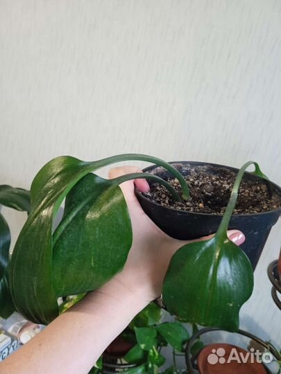 Эухарис амазонская лилия