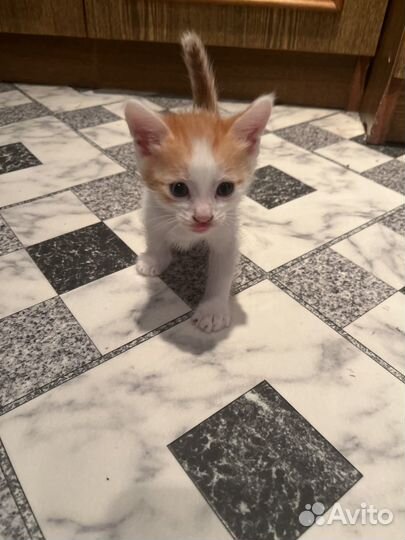 Котята в добрые руки бесплатно