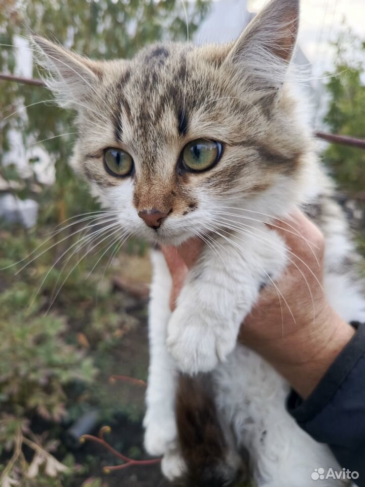 Отдам котёнка в заботливые руки