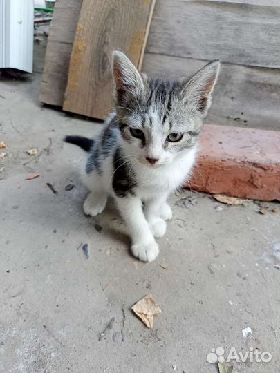 Котята в добрые руки бесплатно