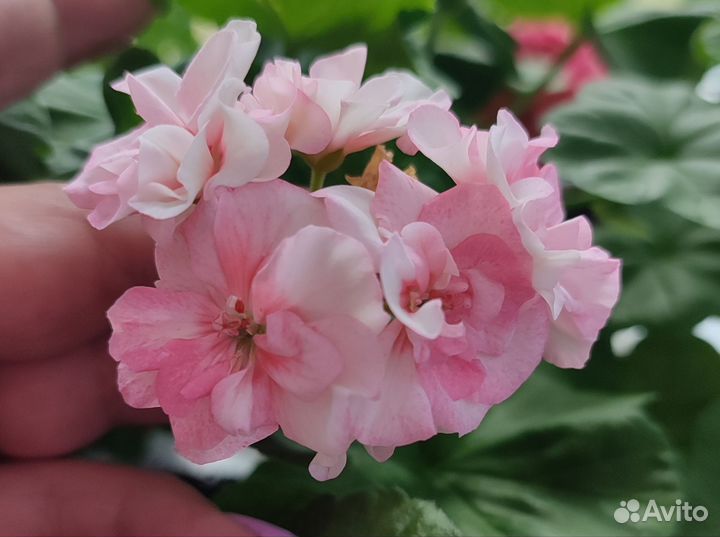 Герань пеларгония