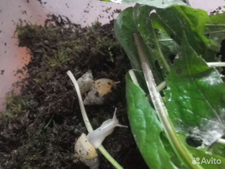 Улитки ахатин фулика