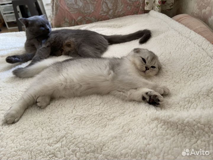 Шотландские вислоухие