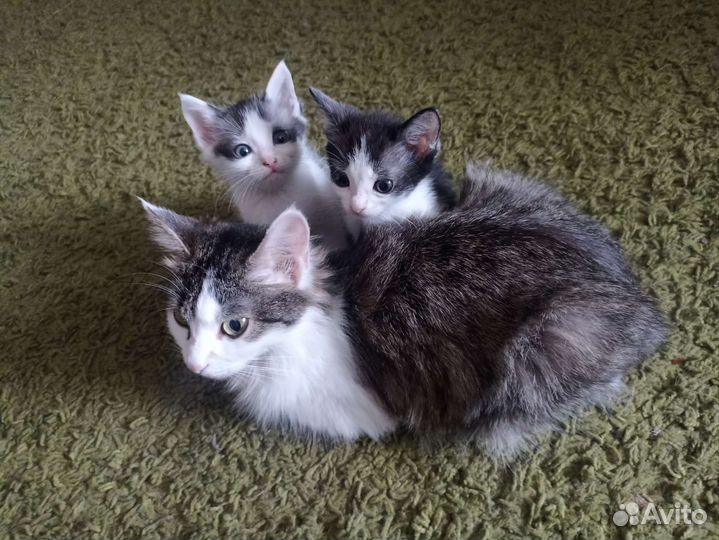 Котята в добрые руки