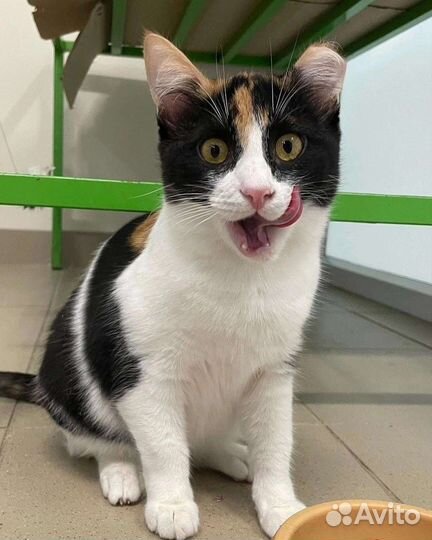 Кошка в дар