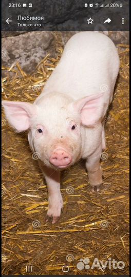 Свинина деревенская живым весом