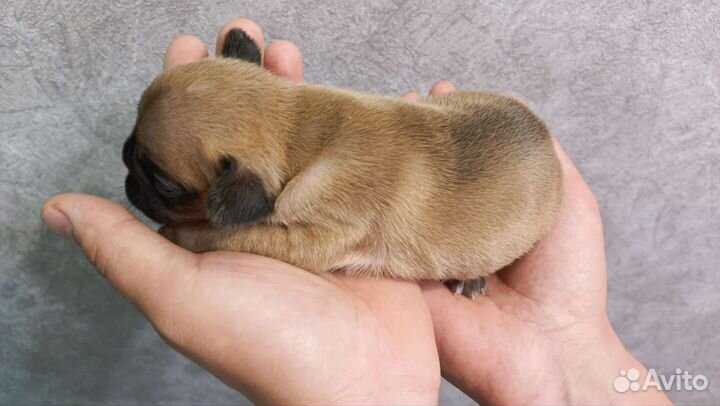 Французский бульдог