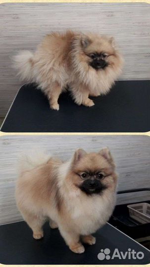 Стрижка собак, груминг, экспресс-линька