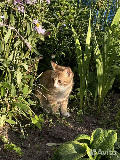 Рыжий котенок мальчик 3 месяца