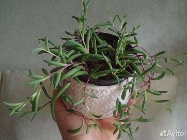 Сенецио геррейна