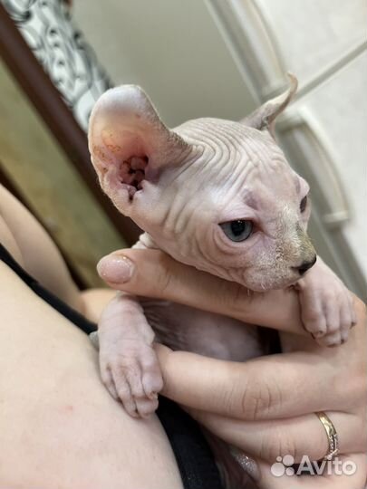 Котята сфинкс эльф