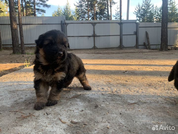 Продам щенков немецкой овчарки