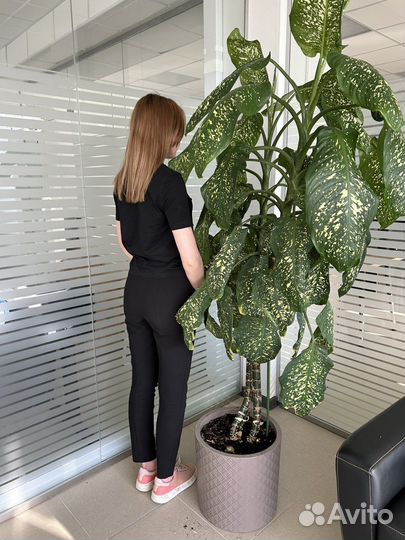 Дифенбахия 2,1 метра