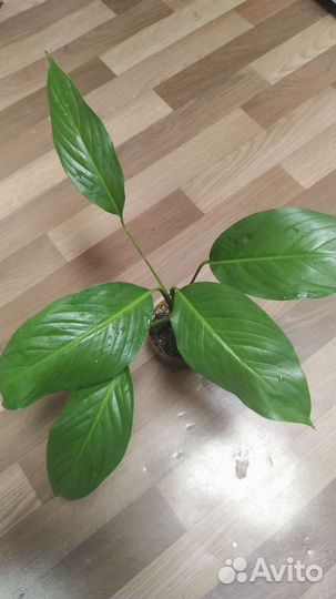 Хойя, алоказия, нефролепсис, оксалис