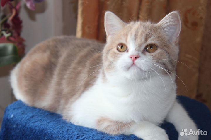 Нежная неженка