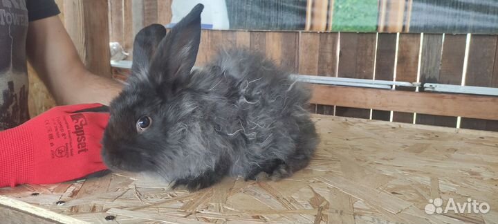 Кролики мясных пород