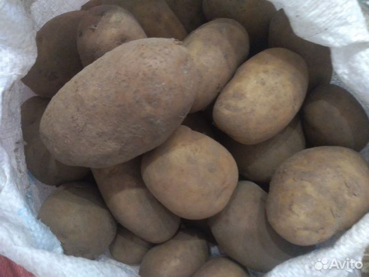 Картофель крупный