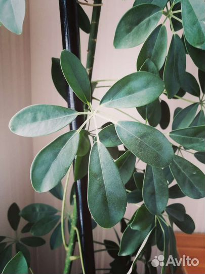 Пахира акватика одноствольная