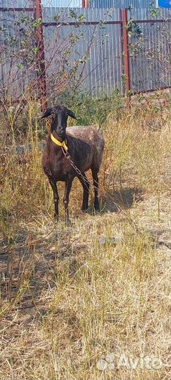 Овцы бараны