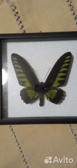 Бабочки