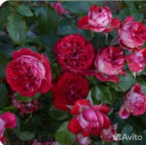 Роза спрей гранатовый браслет