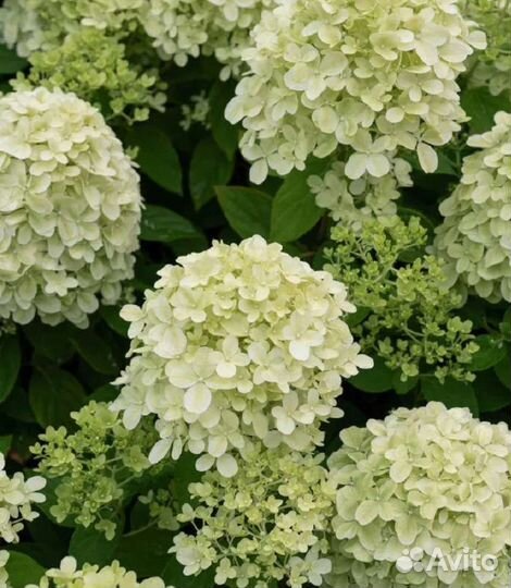 Гортензия и много разных растений и чайных