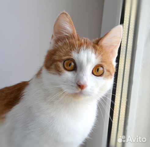 Кошка в добрые руки