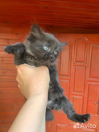 Счастливый котик - 03.05.23