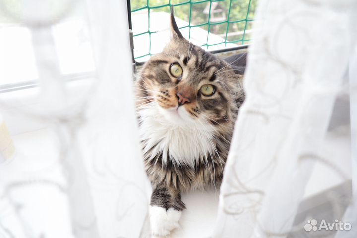 Мейн-кун вязка