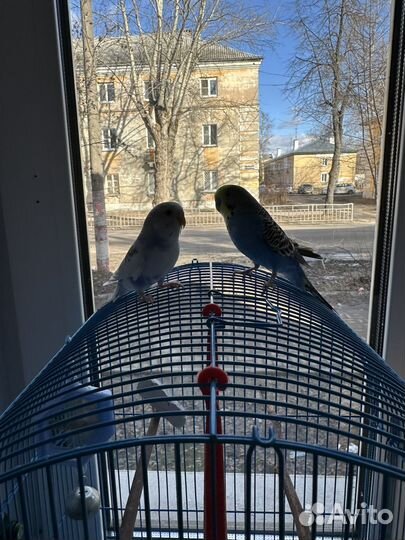 Пара волнистых попугаев