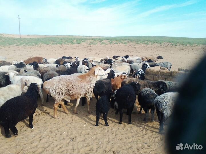 Продаем Овец Овцематок и Ярок 1000+ голов