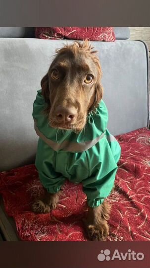 Одежда для собак