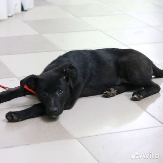 В самые ответственные руки пристраивается