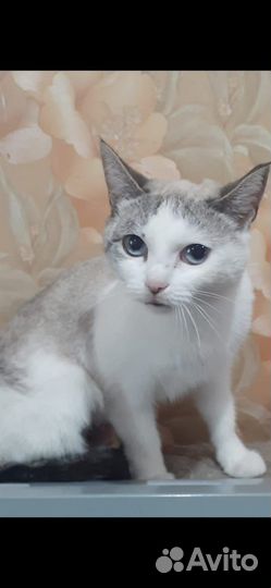 Молодая кошечка