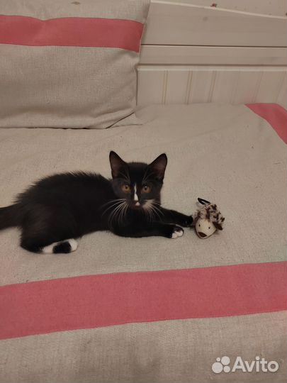 Привезем котенка в дар