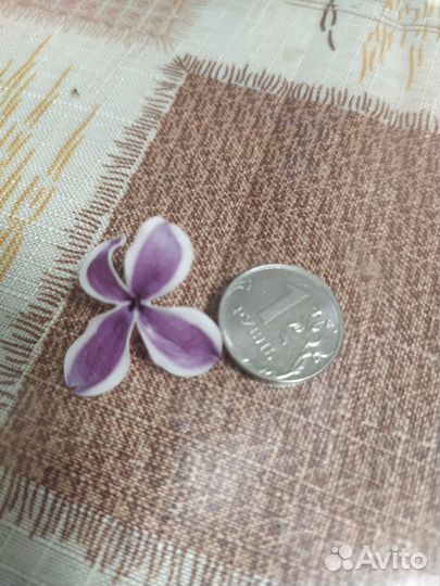 Сирень с каймой сорт Сенсация