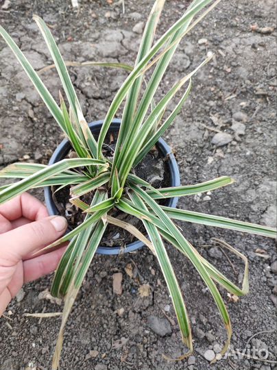 Водные растения