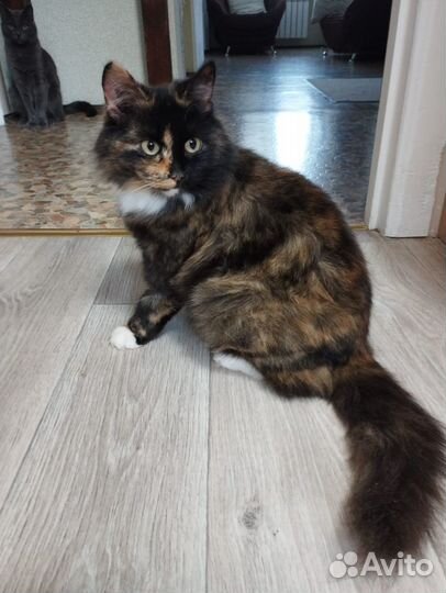 Кошечка в добрые руки