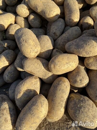 Картофель гала