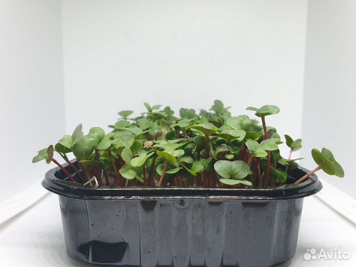 Редька микрозелень (под заказ)